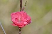 DSC_0182-20130413-512