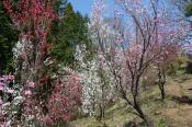 DSC_0188-20130413-512