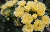 DSC_1801-20110507-512