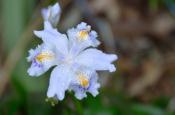 DSC_1803-20110507-512