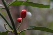 DSC_1878-20110507-512