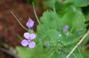 DSC_1930-20110507-512