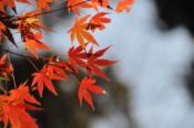 DSC_0066-20101215-512