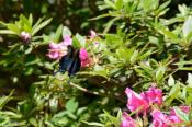 DSC_0318-20130505-512