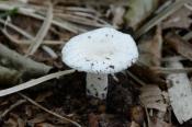 DSC_0883-20130817-512