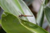 DSC_0884-20130817-512