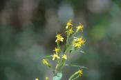 DSC_0902-20130817-512