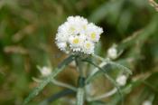 DSC_0932-20130817-512