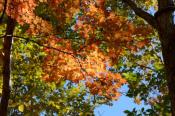 DSC_2239-20141019-512