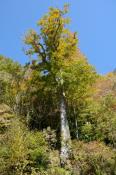 DSC_2244-20141019-512