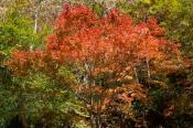 DSC_2245-20141019-512