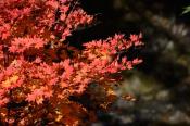DSC_2413-20141019-512