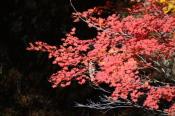 DSC_2415-20141019-512