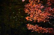 DSC_2420-20141019-512
