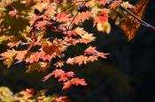 DSC_2424-20141019-512