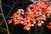 DSC_2428-20141019-512