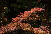 DSC_2436-20141019-512