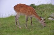 DSC_0443-20100717-512