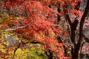 DSC_2582-20141026-512