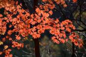 DSC_2647-20141026-512