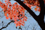 DSC_2650-20141026-512